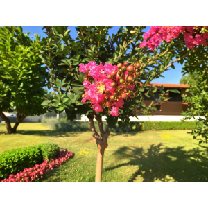 Myrta krepová (Lagerstroemia Indica) ´MAGNIFICA ROSEA´ - výška 130-160 cm, kont. C10L